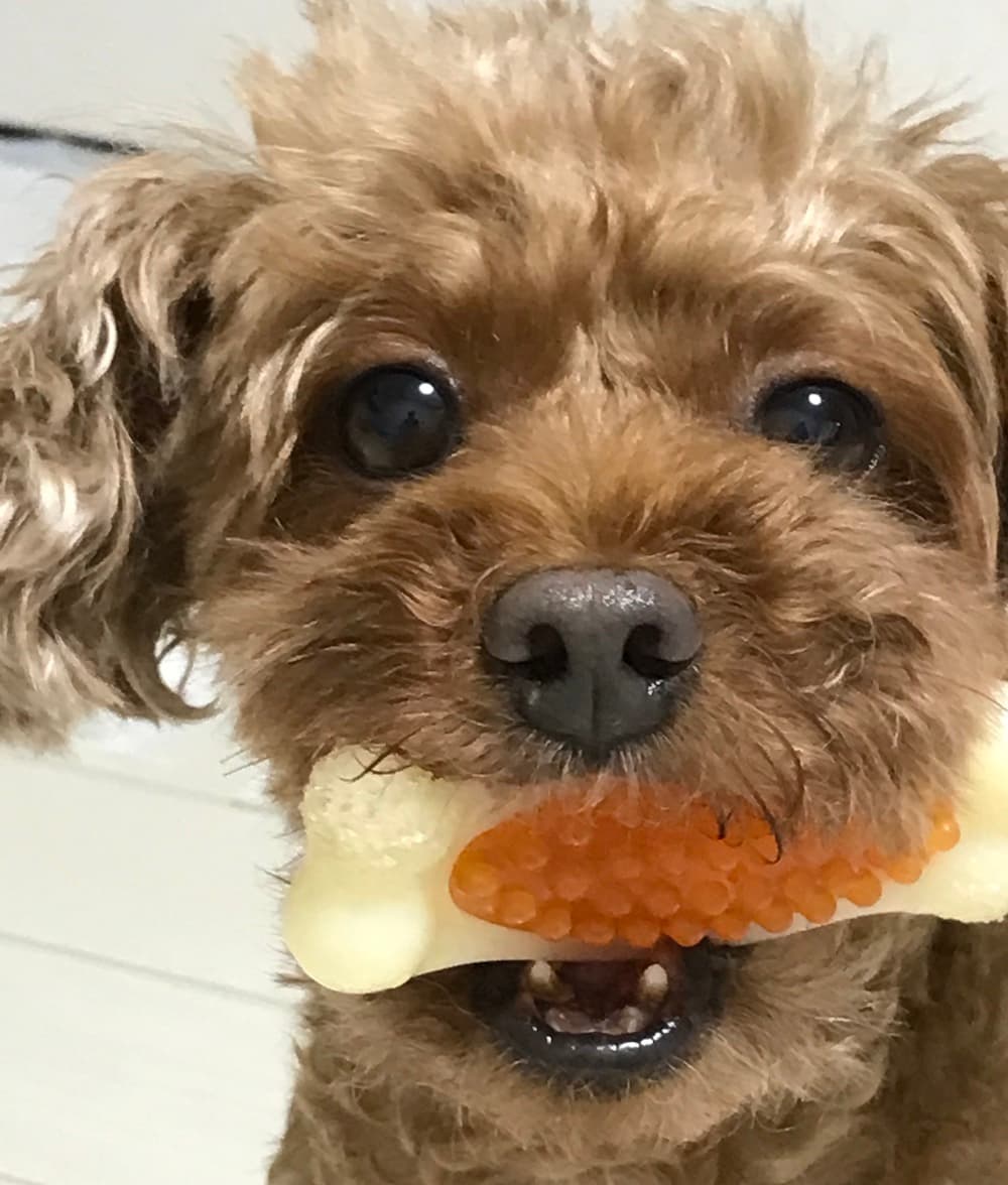 愛犬と過ごして気付いた7つの大切なこと